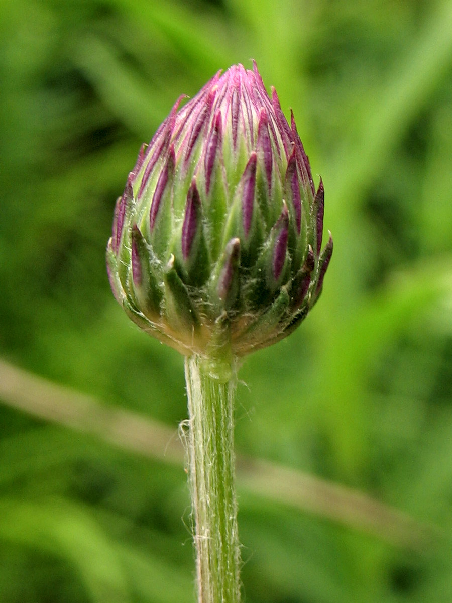 Image of Cirsium pannonicum specimen.