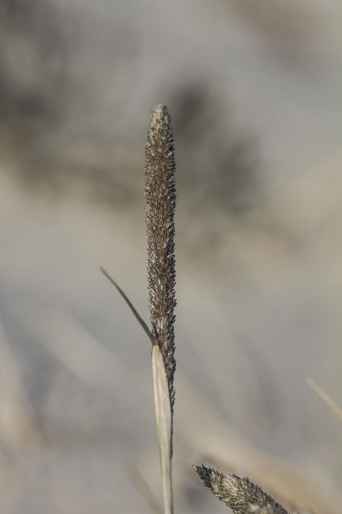 Image of Crypsis alopecuroides specimen.