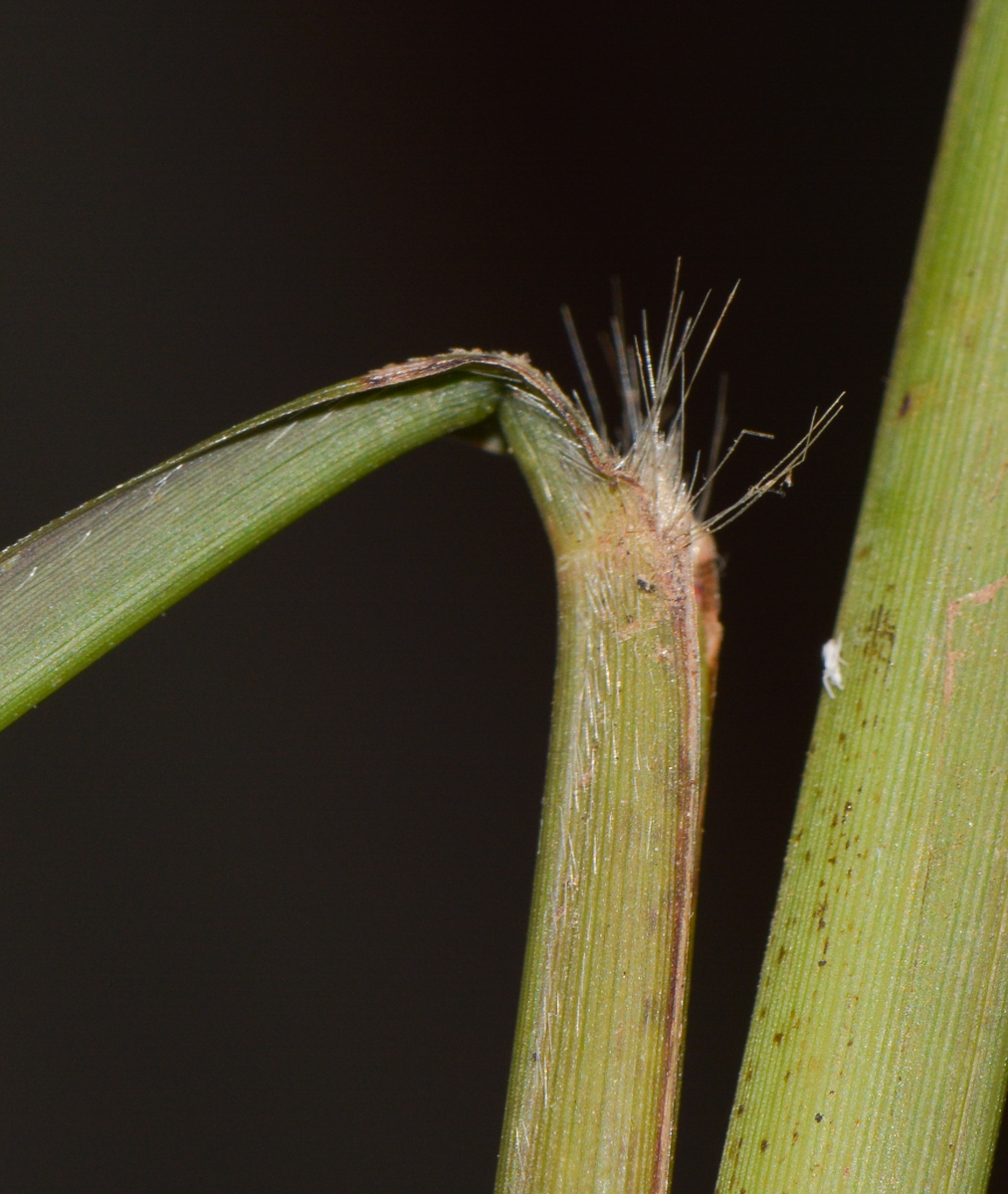 Изображение особи род Miscanthus.