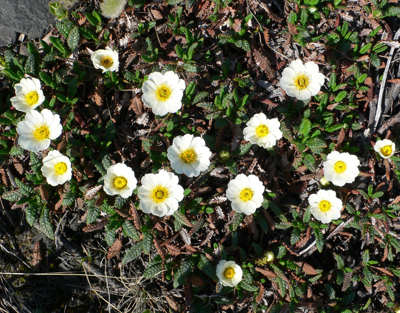 Изображение особи Dryas punctata.