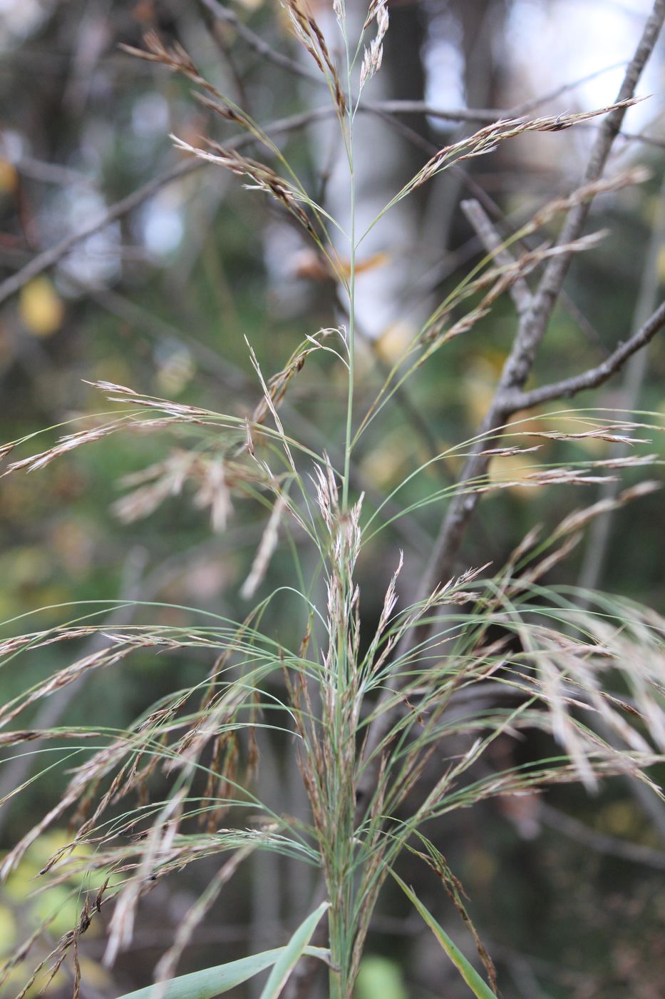 Изображение особи Phragmites australis.