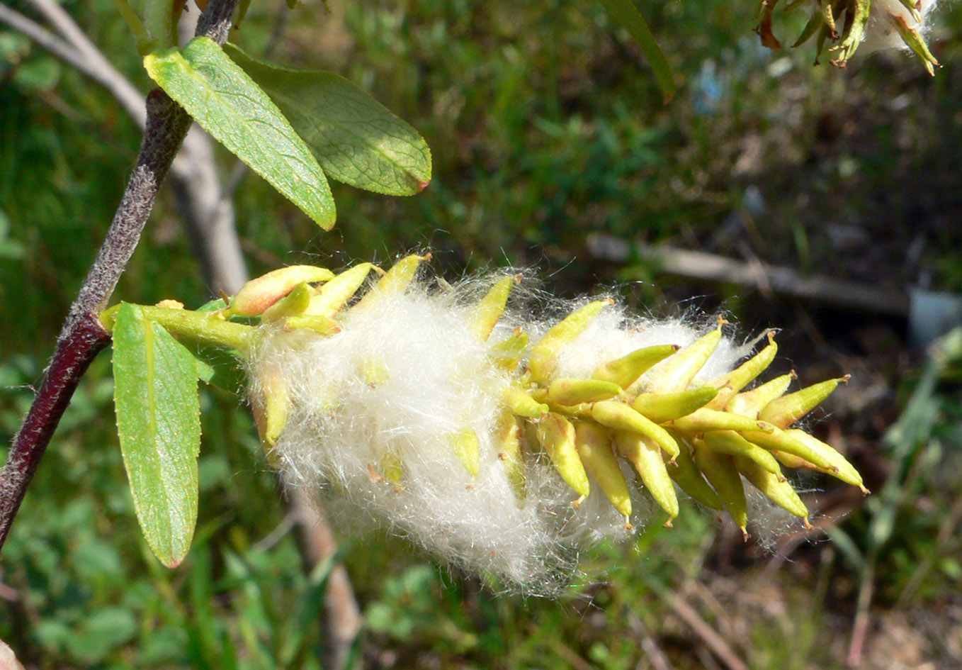 Image of genus Salix specimen.