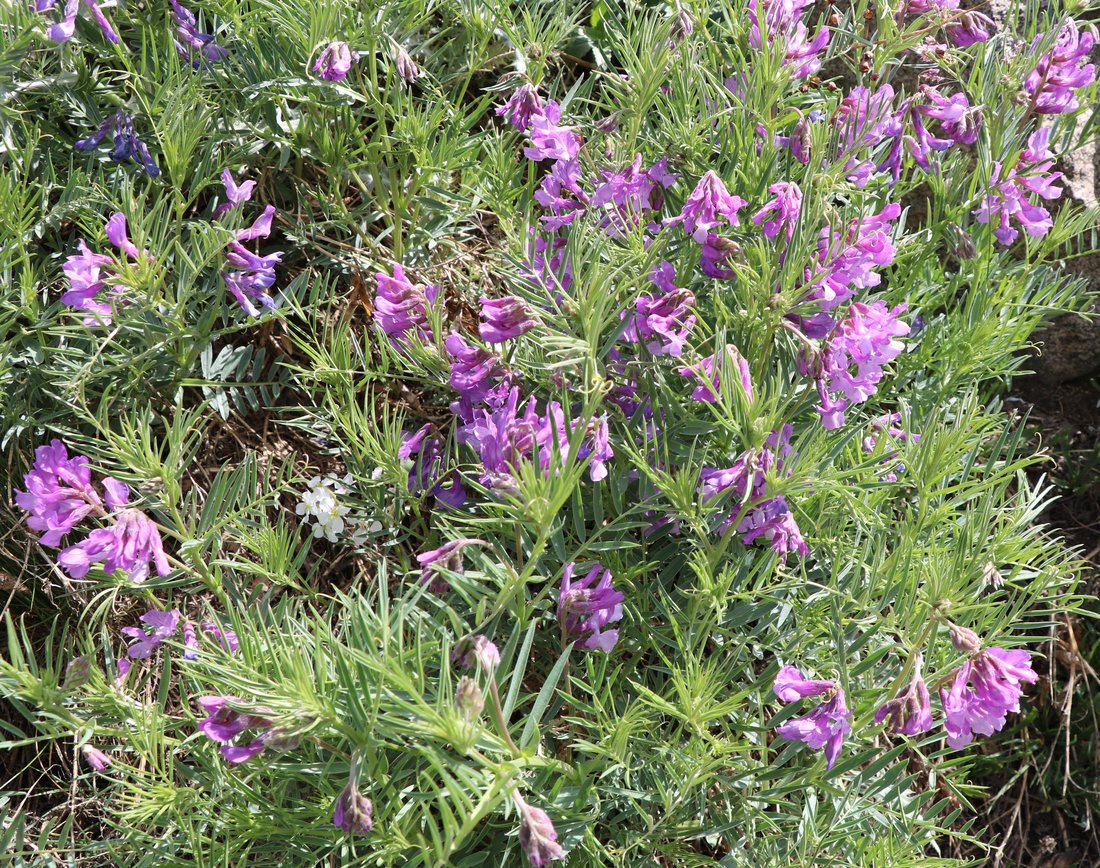 Image of Vicia elegans specimen.