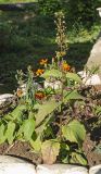 Scrophularia nodosa. Плодоносящее растение. Пермский край, пос. Юго-Камский, сорное на клумбе. 12 сентября 2018 г.