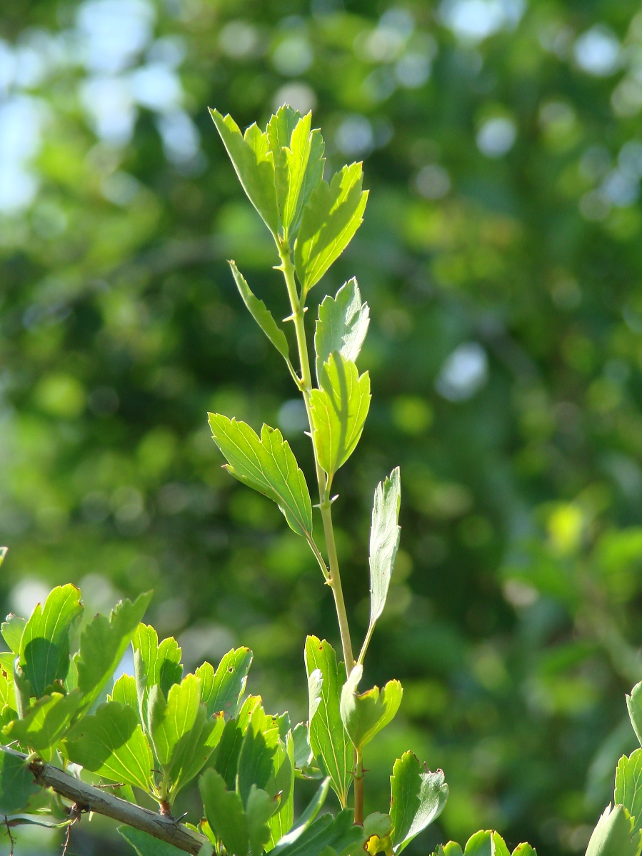 Image of Ribes diacantha specimen.