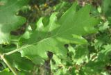 Quercus pubescens. Лист с галлами. Дагестан, окр. г. Дербент, опушка. 08.05.2018.