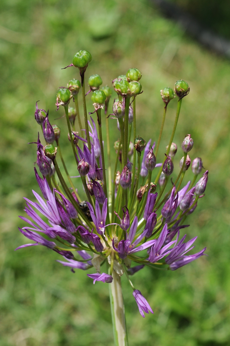 Image of Allium lipskyanum specimen.