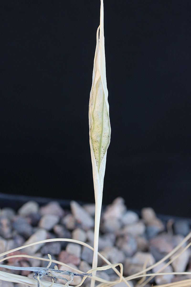 Image of Iridodictyum pskemensis specimen.
