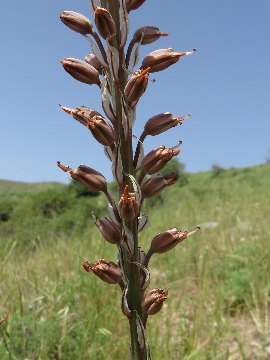 Изображение особи Eremurus comosus.