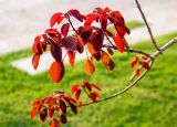 Euphorbia cotinifolia. Верхушка ветви с циациями. Израиль, г. Бат-Ям, в озеленении высотного дома. 08.08.2018.