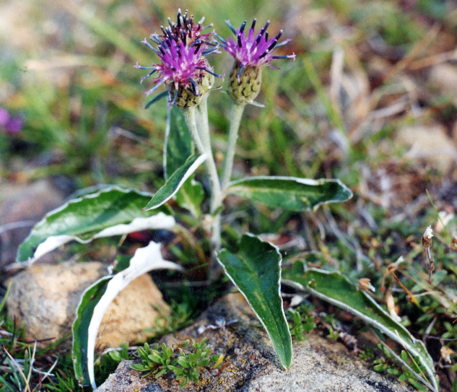 Изображение особи Saussurea uralensis.