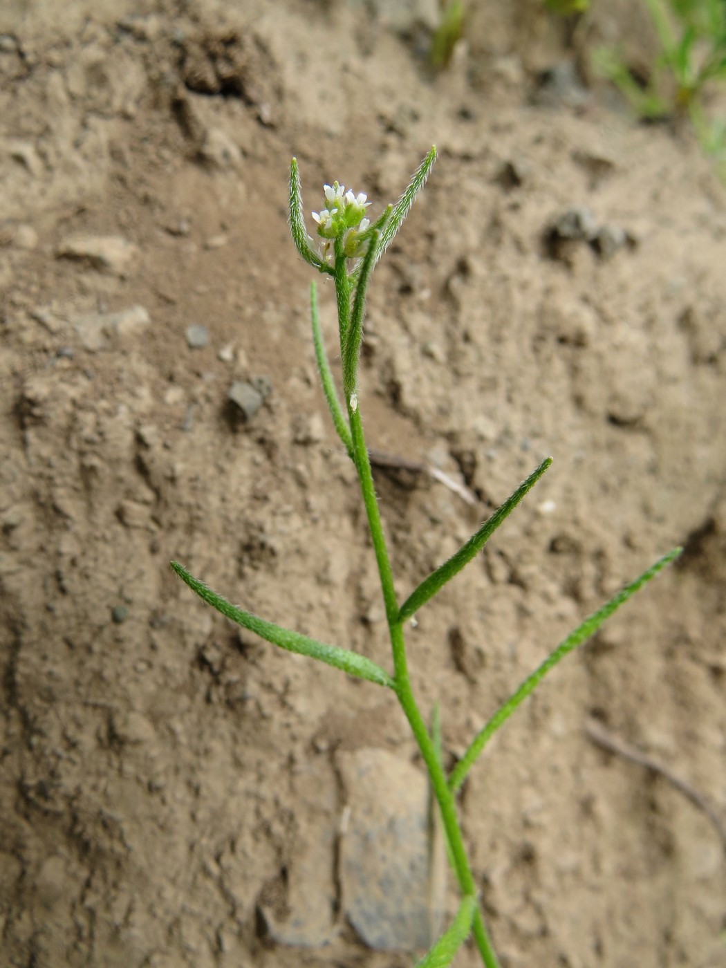 Изображение особи Trichochiton inconspicuum.