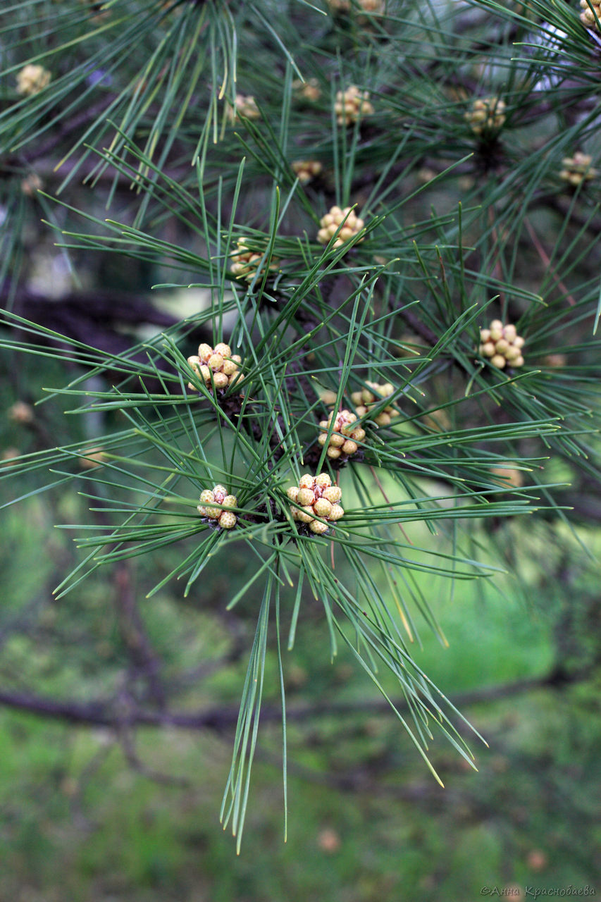 Image of genus Pinus specimen.