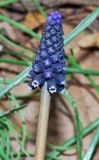 Muscari leucostomum. Верхушка побега с соцветием. Узбекистан, г. Ташкент, Ботанический сад им. Ф.Н. Русанова, в культуре. 24.02.2019.