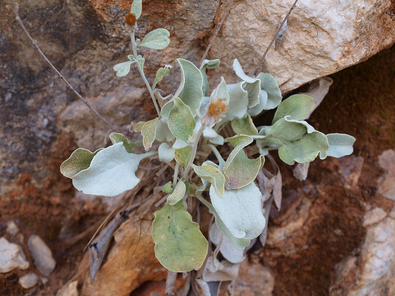 Image of Inula heterolepis specimen.