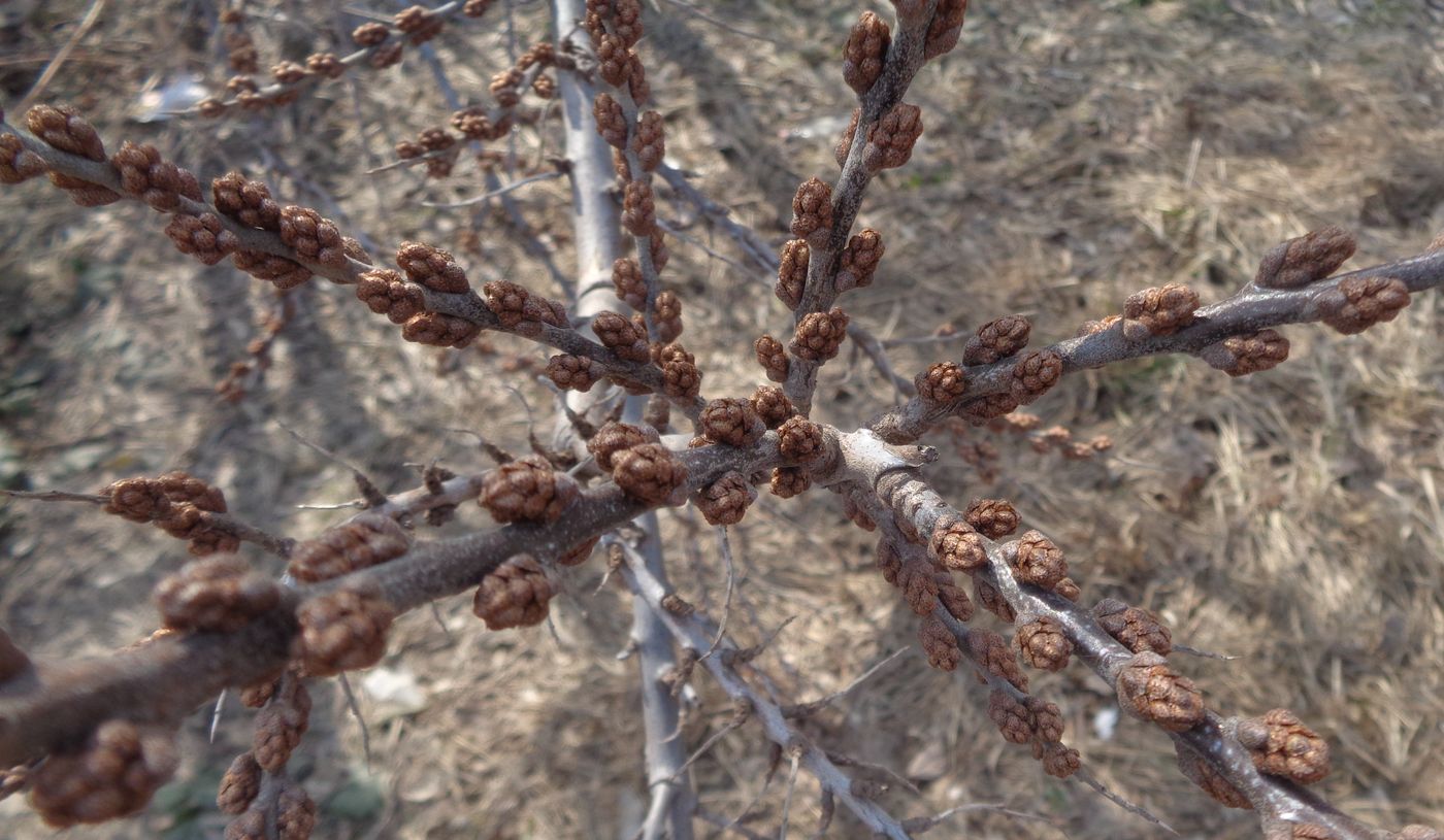 Изображение особи Hippophae rhamnoides.