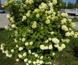 Viburnum form roseum