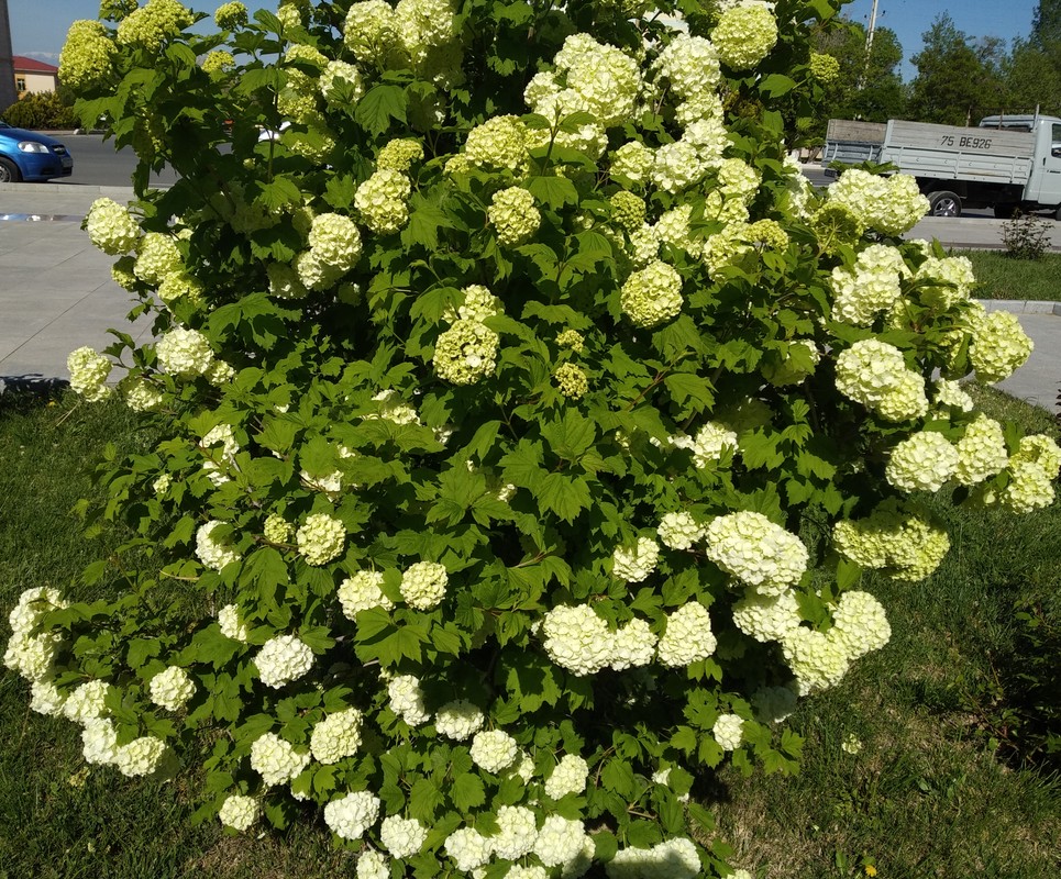 Image of Viburnum opulus f. roseum specimen.