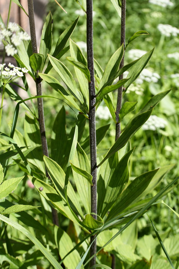 Изображение особи Lilium martagon.