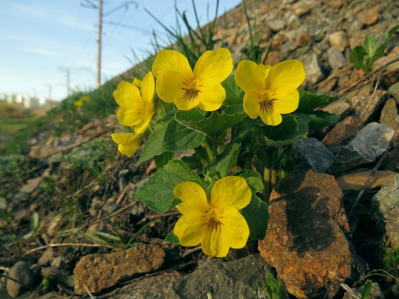 Изображение особи Viola uniflora.