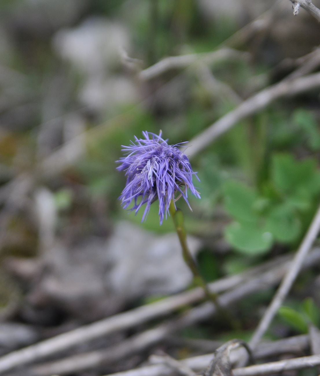 Изображение особи Globularia trichosantha.