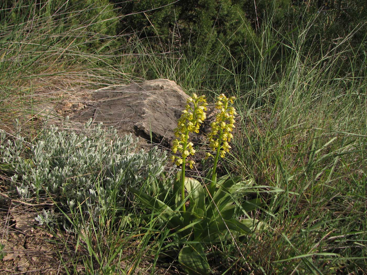 Image of Orchis punctulata specimen.