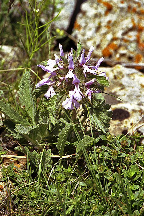 Изображение особи Phlomoides boraldaica.