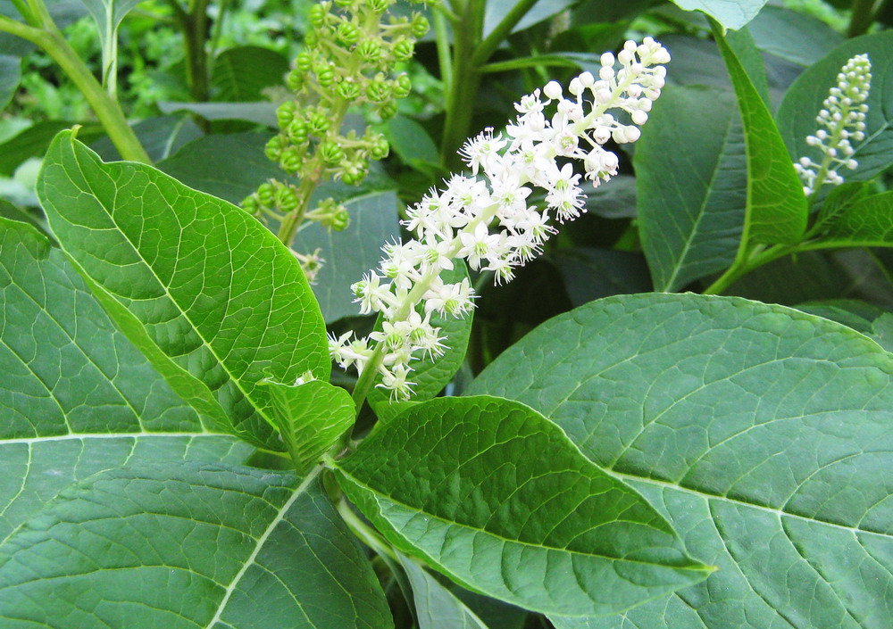 Image of Phytolacca acinosa specimen.