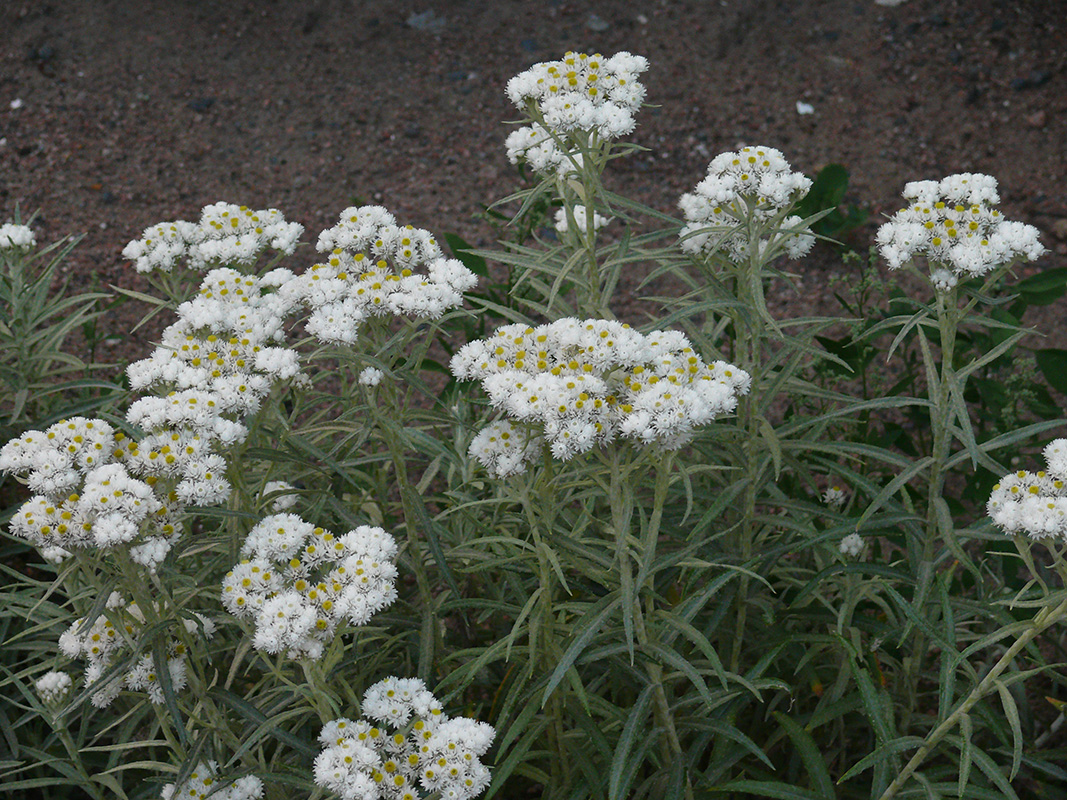 Изображение особи Anaphalis margaritacea.