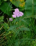 Achillea millefolium. Верхушка цветущего растения. Башкирия, Белорецкий р-н, гора Большой Иремель, ≈ 1200 м н.у.м., луг на опушке смешанного леса. 30.07.2019.