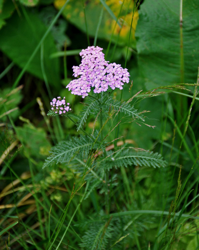 Изображение особи Achillea millefolium.