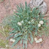 Astragalus skorniakowii. Растение с созревшими плодами. Кыргызстан, Ошская обл., южный макросклон Алайского хребта 7,4 км NNE Кызыл-Эшме, 3000 м н.у.м., красная щебнисто-глинистая почва. 22.07.2019.