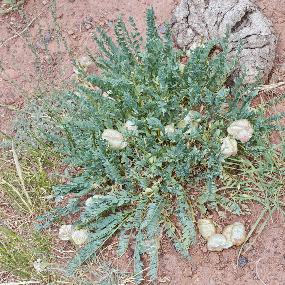 Изображение особи Astragalus skorniakowii.