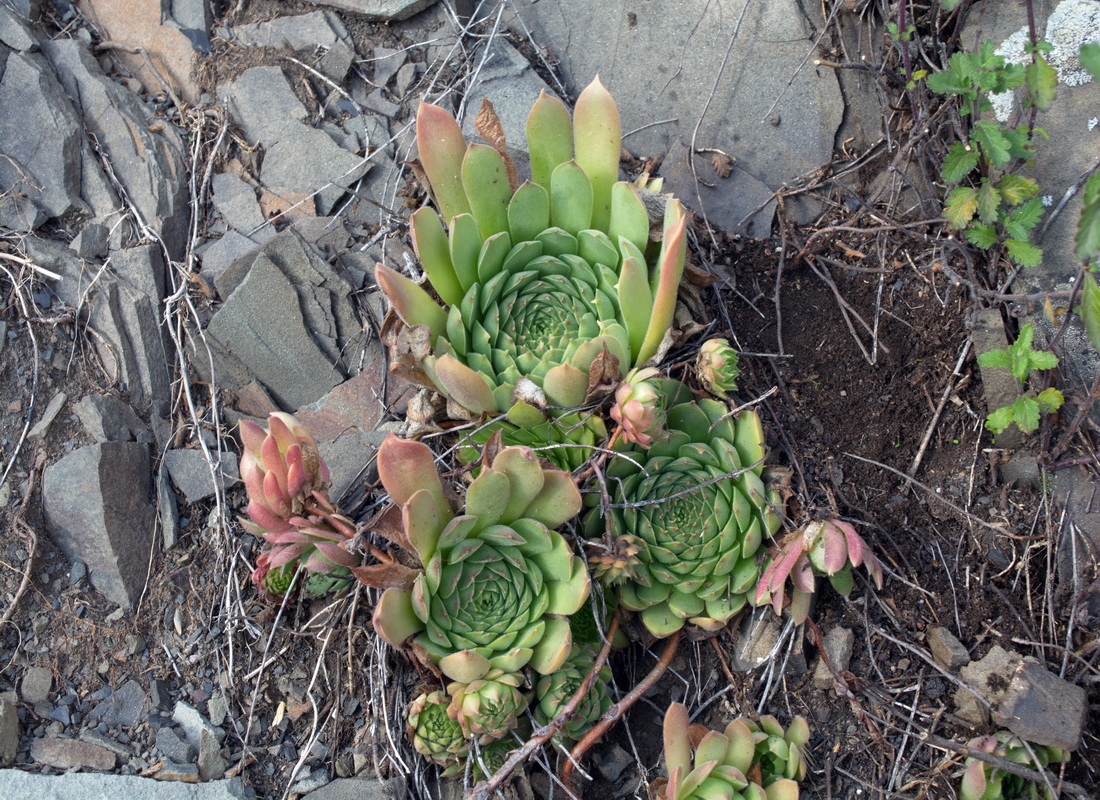 Image of Sempervivum caucasicum specimen.