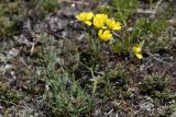 Youngia tenuifolia