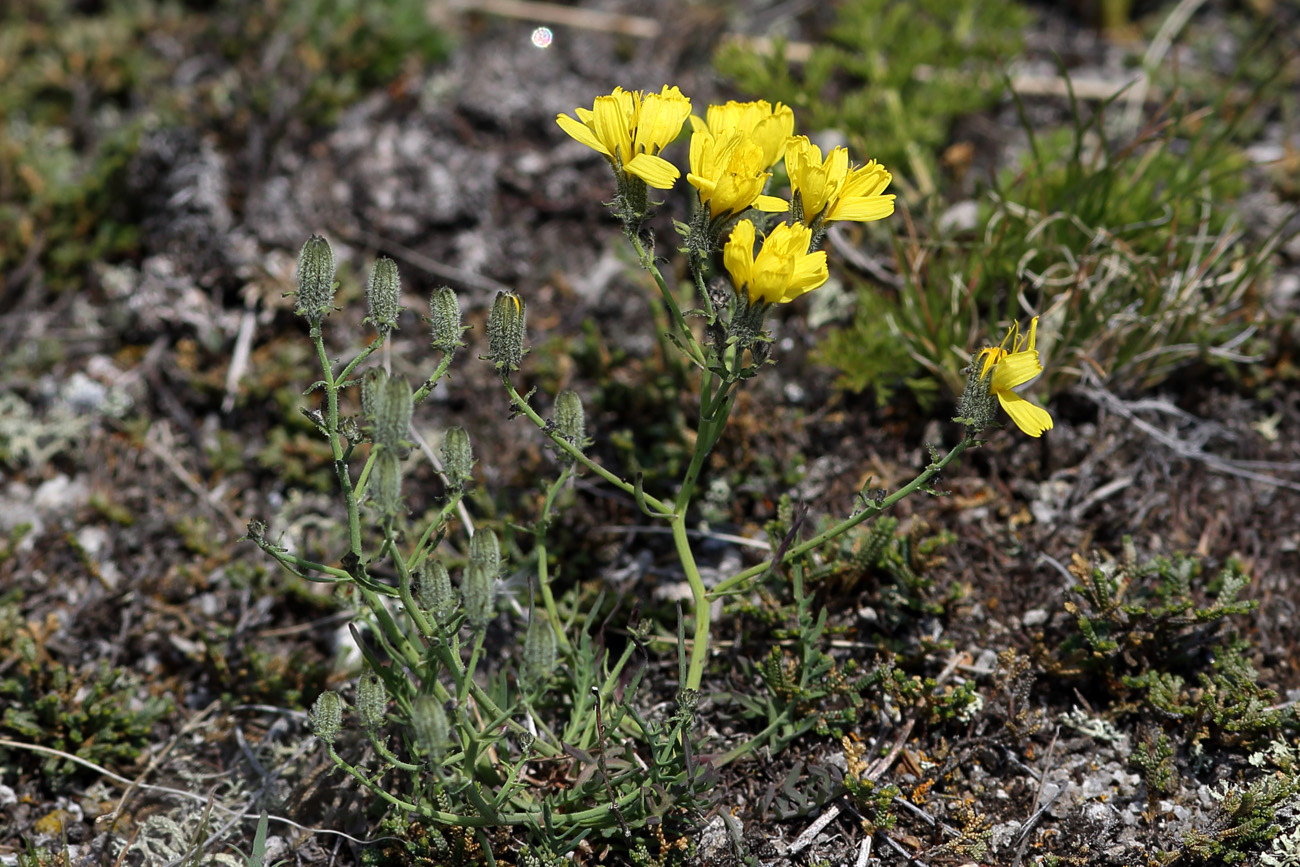 Изображение особи Youngia tenuifolia.