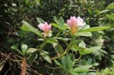 Rhododendron caucasicum. Ветви с бутонами. Краснодарский край, м/о город-курорт Сочи, окр. с. Эстосадок, хребет Псехако, окр. Бзерпинского карниза, у верхней границы леса, выс. ≈ 2000 м н.у.м. 17 июня 2019 г.