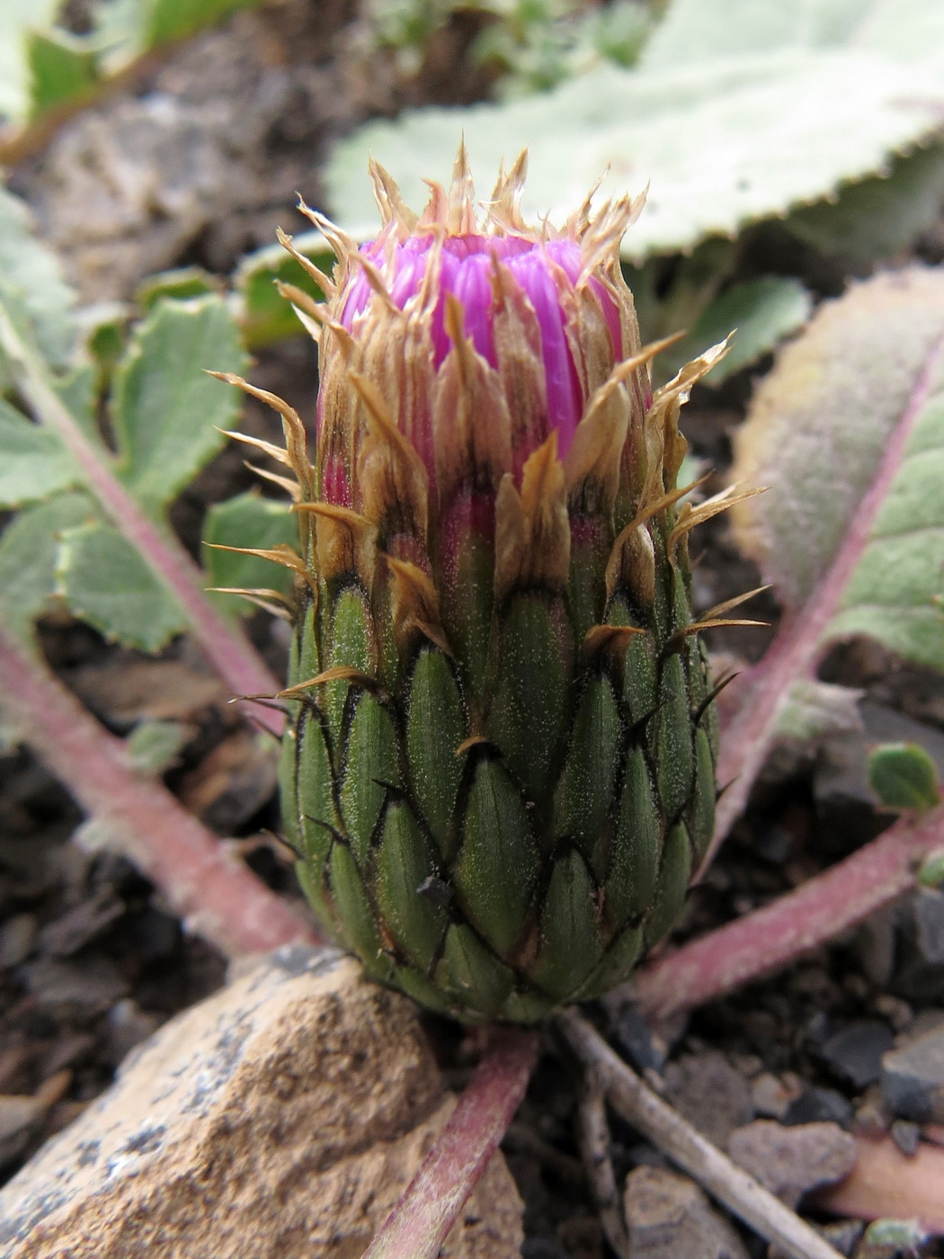 Image of Klasea lyratifolia specimen.