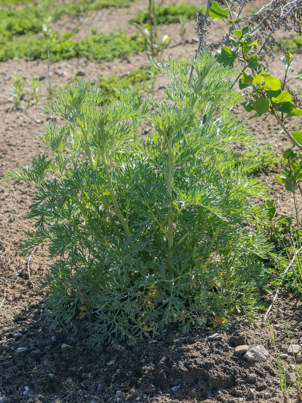 Изображение особи Artemisia absinthium.