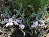 Astragalus testiculatus