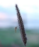 Hordeum brevisubulatum