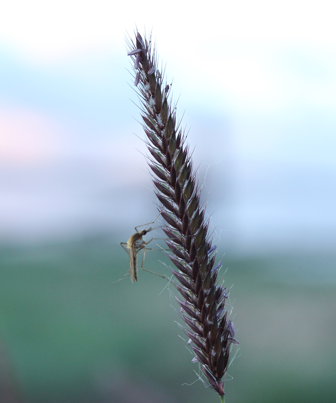 Image of Hordeum brevisubulatum specimen.