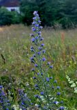 Echium vulgare. Верхушка побега с соцветием. Сербия, национальный парк Тара, плоскогорье Равна Тара, луг. 08.07.2019.