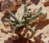 Reaumuria hirtella
