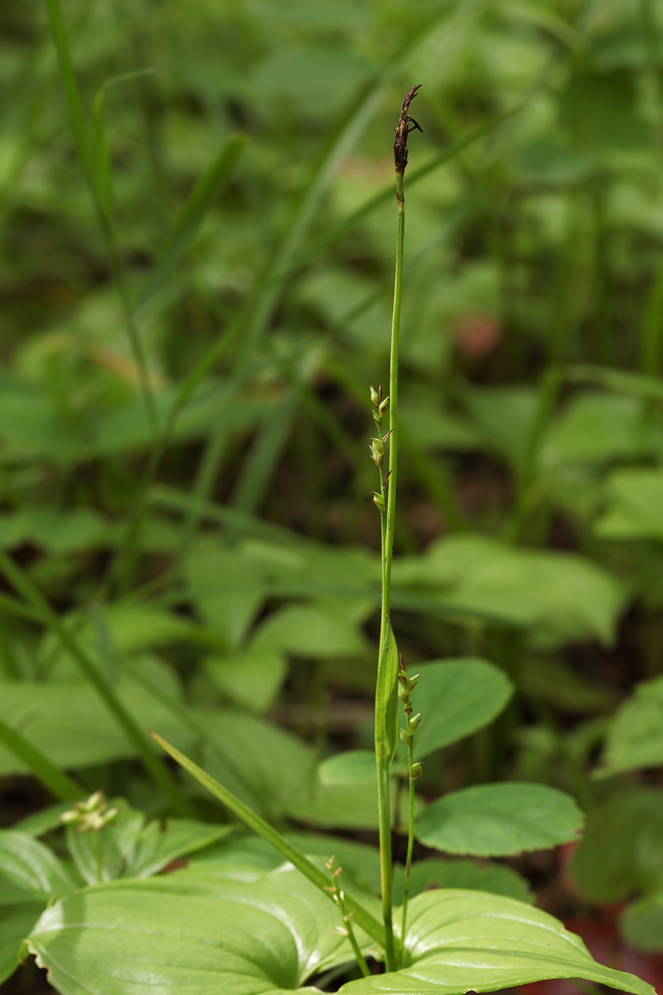 Изображение особи Carex campylorhina.