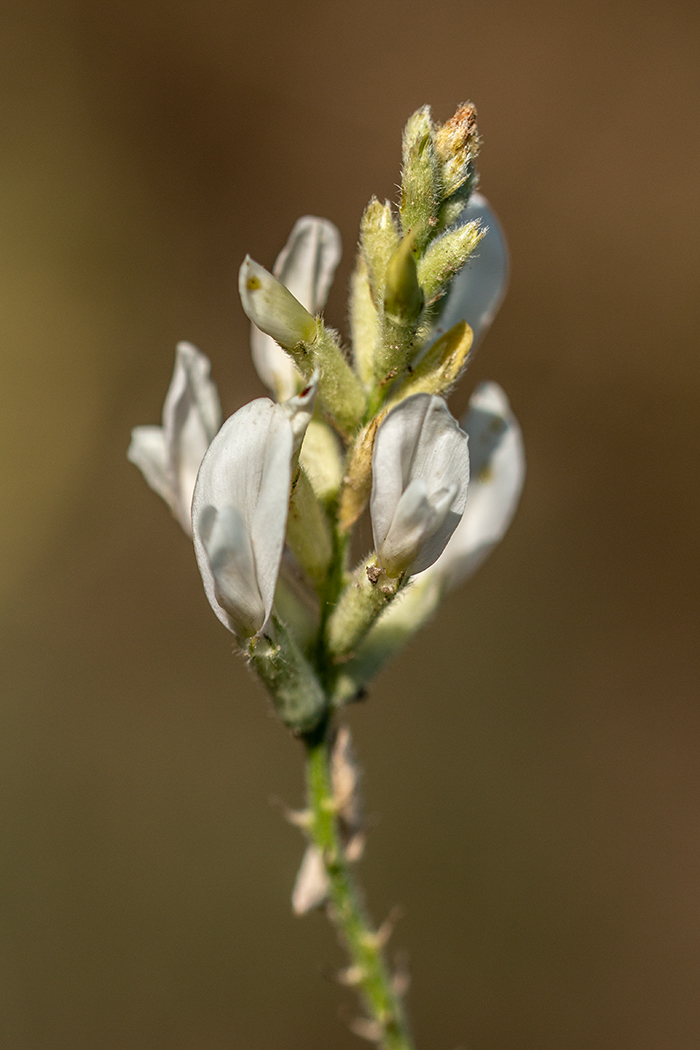 Изображение особи Astragalus pallescens.