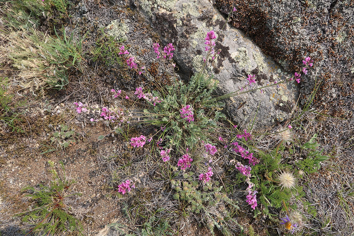 Изображение особи Oxytropis coerulea.