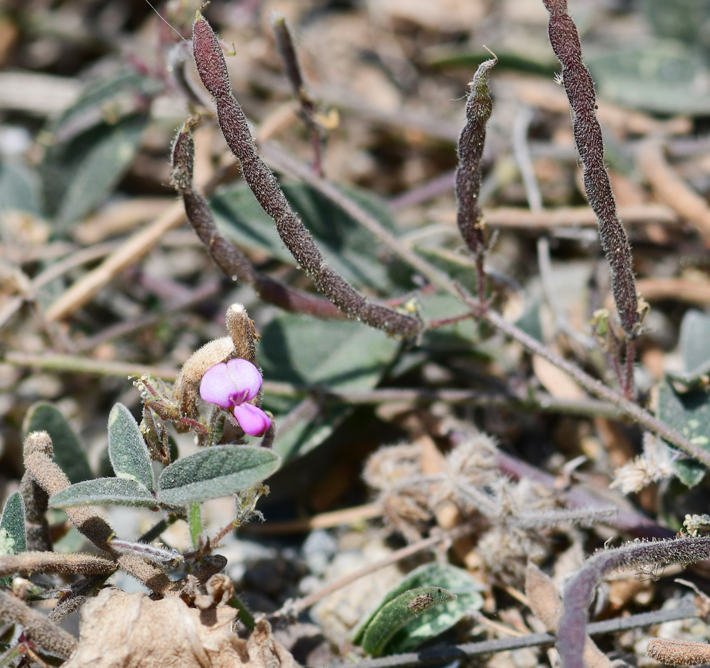 Image of Desmodium scorpiurus specimen.