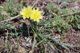Scorzonera austriaca. Цветущее растение. Республика Алтай, Усть-Коксинский р-н, Теректинский хребет, южный каменистый склон горы Алтайка. 11.05.2019.