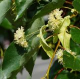 Tilia platyphyllos